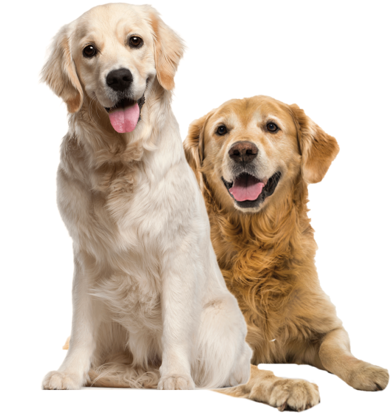 dogs